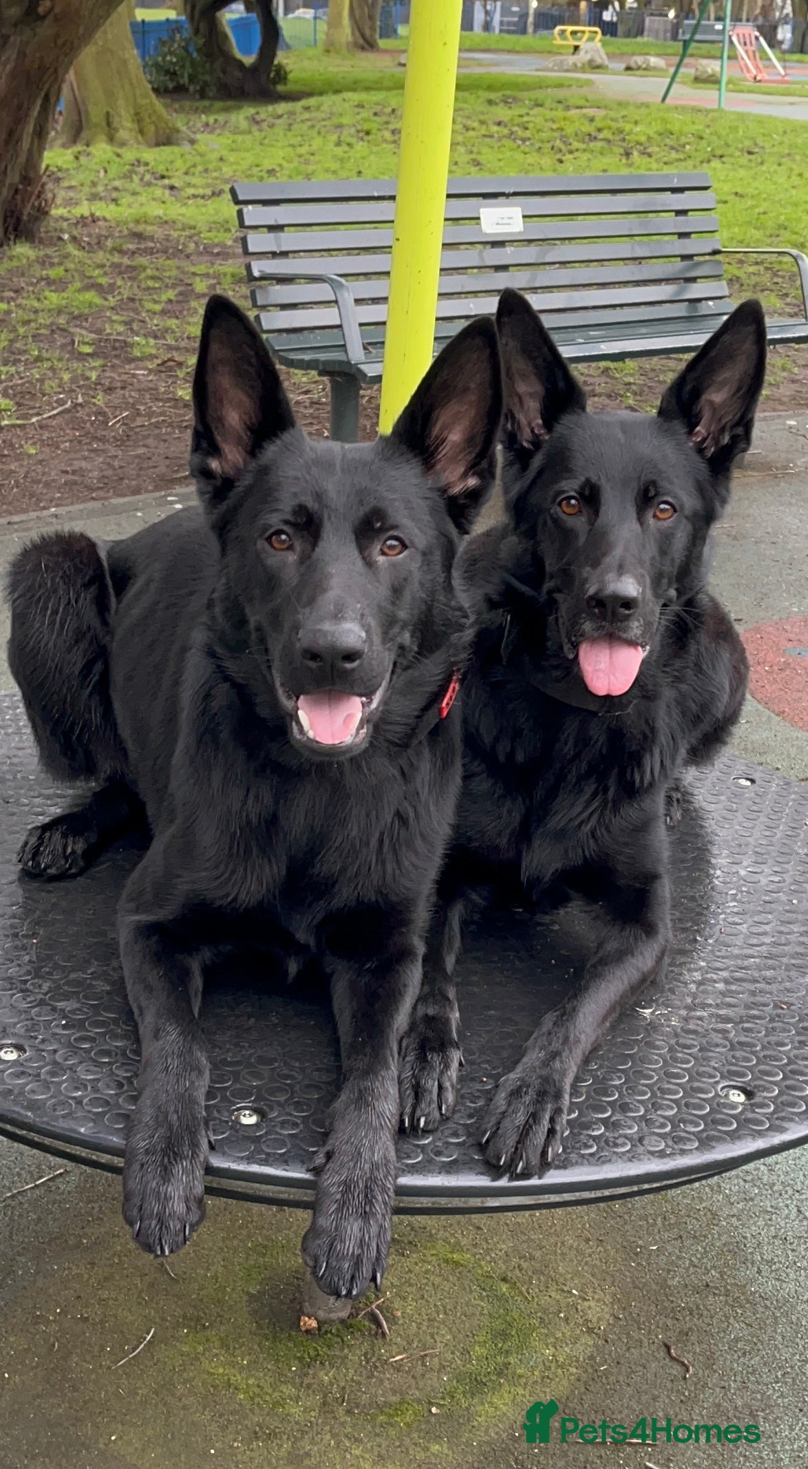 German Shepherd dogs German Shepard - pure black, working line - Advert 17