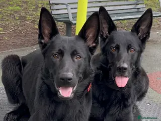 German Shepherd dogs German Shepard - pure black, working line - Advert 17