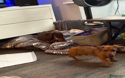 Dachshund dogs for sale: 5 months old male  - Image 4