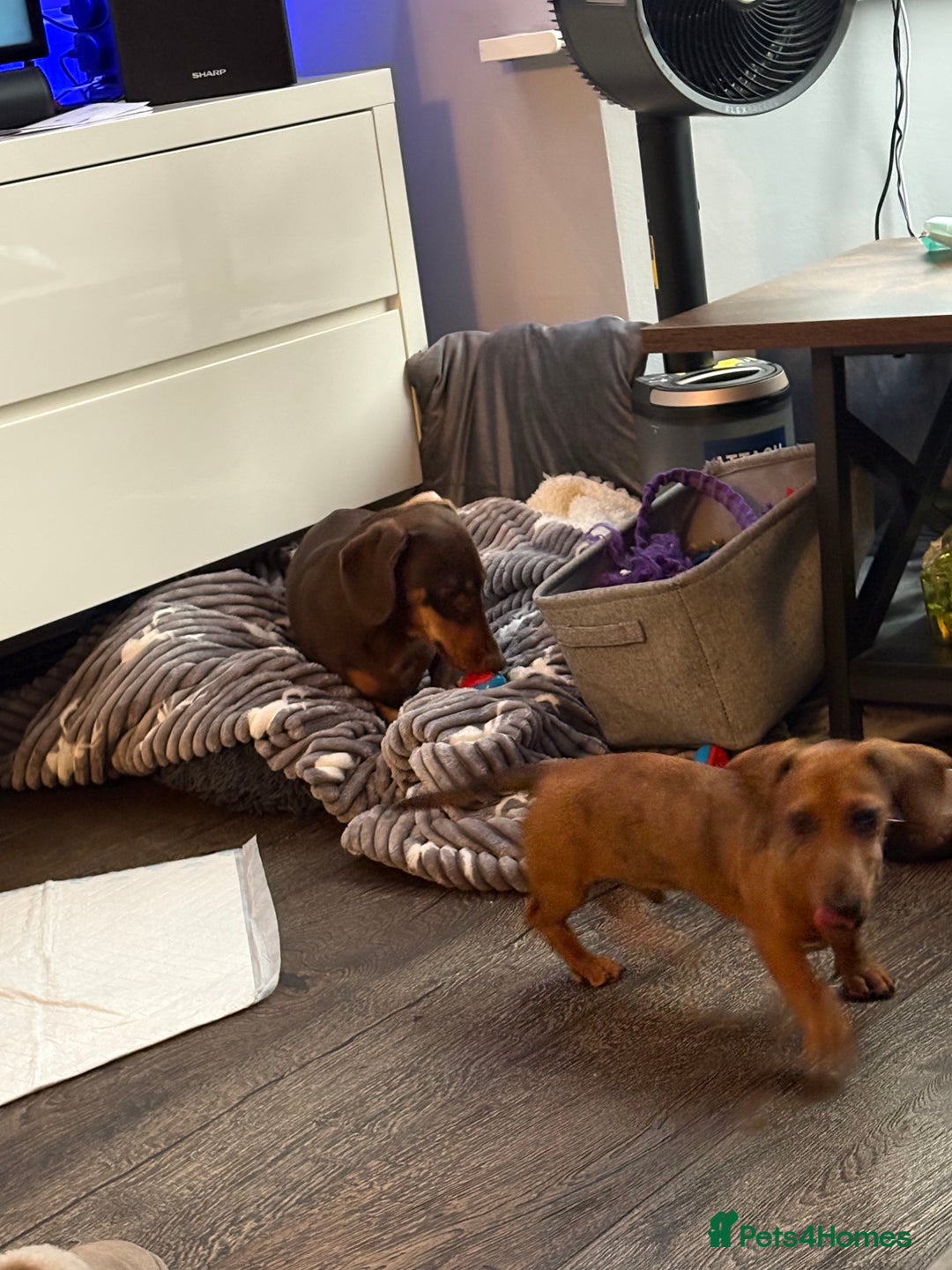 Dachshund dogs for sale: 5 months old male  - Image 4