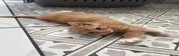 Mixed Breed cats for sale: Ginger kitten - Advert 4