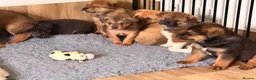 Mixed Breed dogs for sale: 🐾3 GIRLS LEFT🐾 - Advert 3
