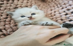 Ragdoll cats for sale: Full ragdoll kittens flame and seal  - Image 6