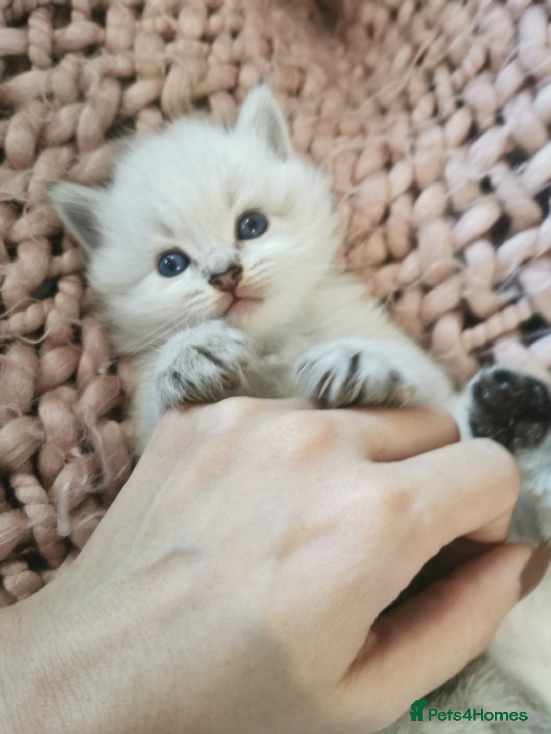 Ragdoll cats for sale: Full ragdoll kittens flame and seal  - Image 6