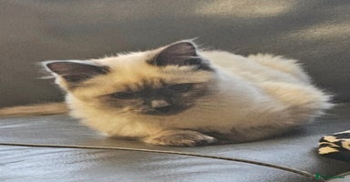 Ragdoll cats Blue Point Ragdoll Kittens for sale   - Advert 10