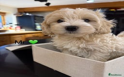 Maltipoo dogs for sale: Outstanding Maltipoo Puppies - Image 10