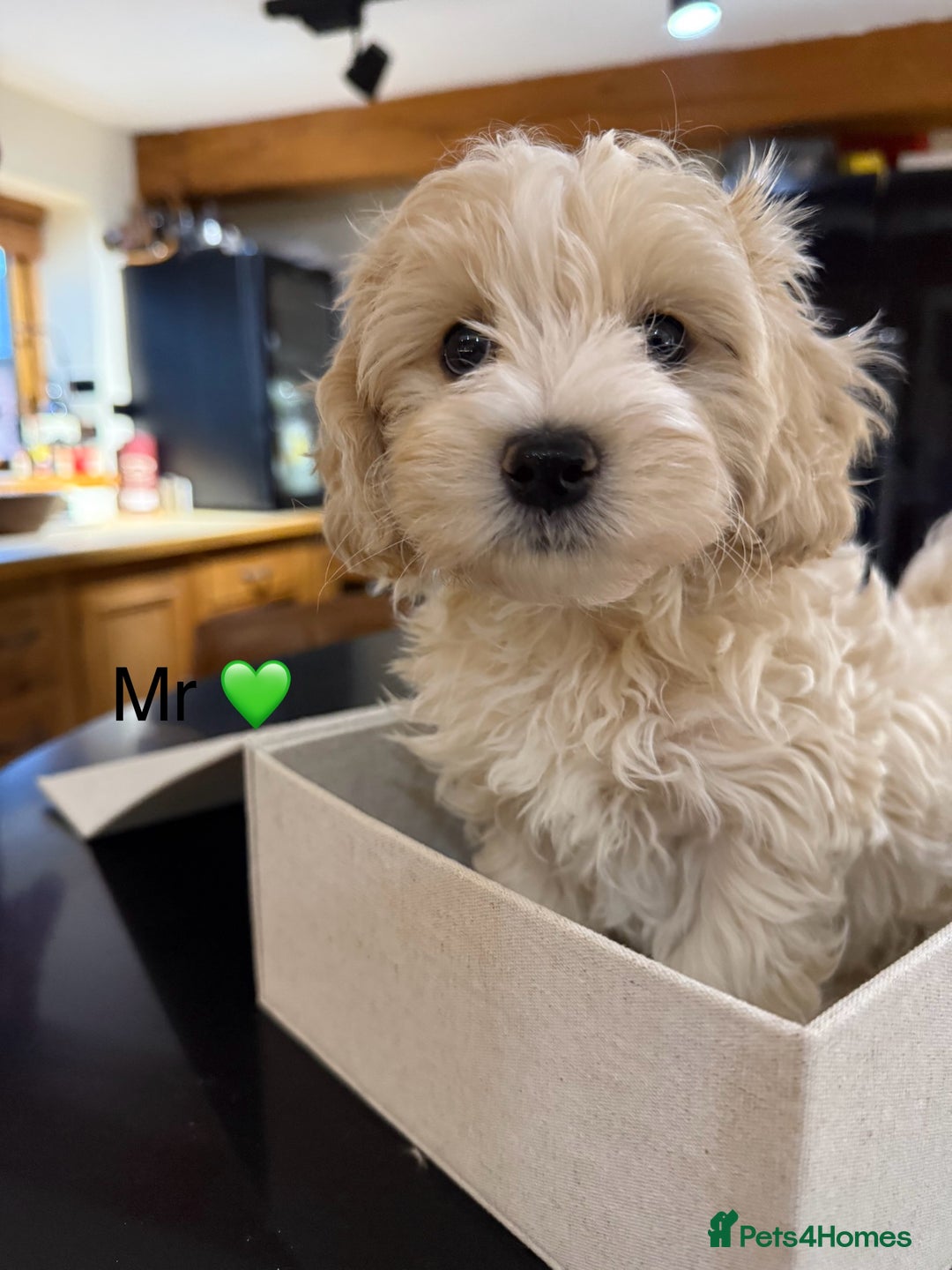 Maltipoo dogs for sale: Outstanding Maltipoo Puppies - Image 10