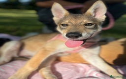 Mixed Breed dogs for sale: 💛Pomsky & Czechoslovakian Wolfdog Puppy Sisters🤎 - Image 5