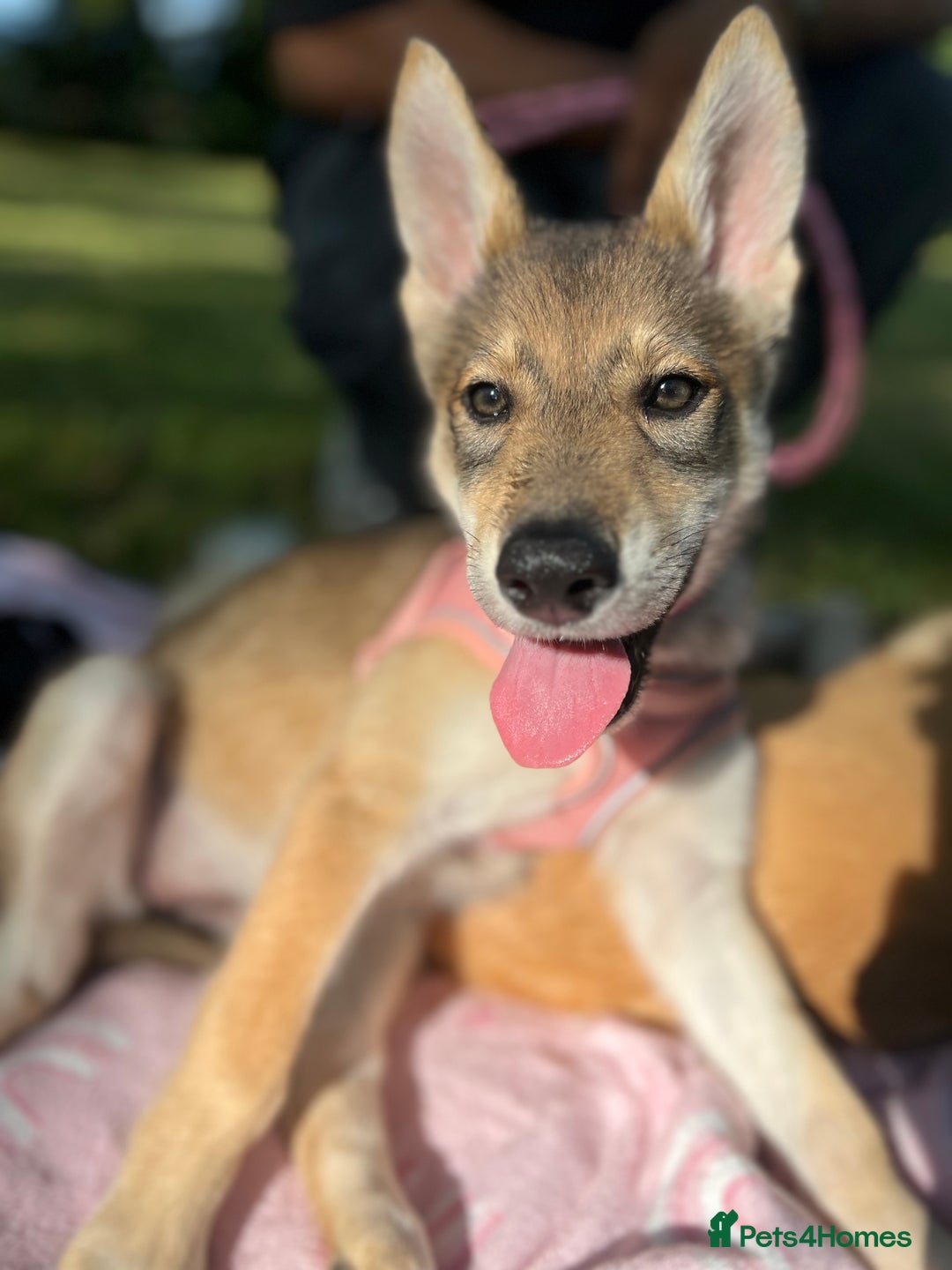 Mixed Breed dogs for sale: 💛Pomsky & Czechoslovakian Wolfdog Puppy Sisters🤎 - Image 5