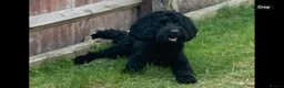 Cockapoo dogs for sale: Cockapoo for Rehoming - Advert 5