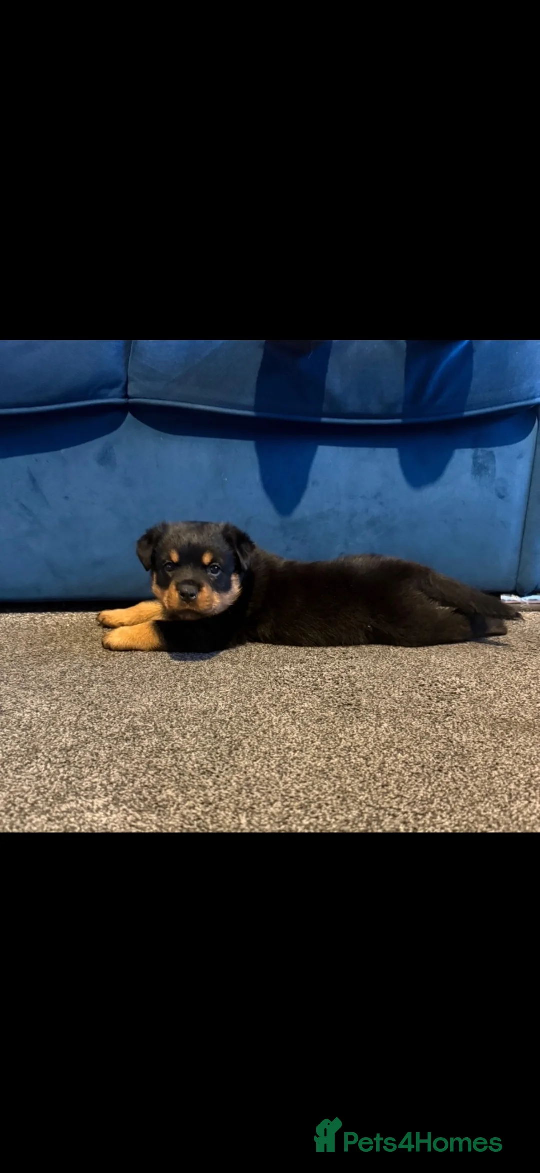 Rottweiler dogs for sale: Rottweiler - Advert 3