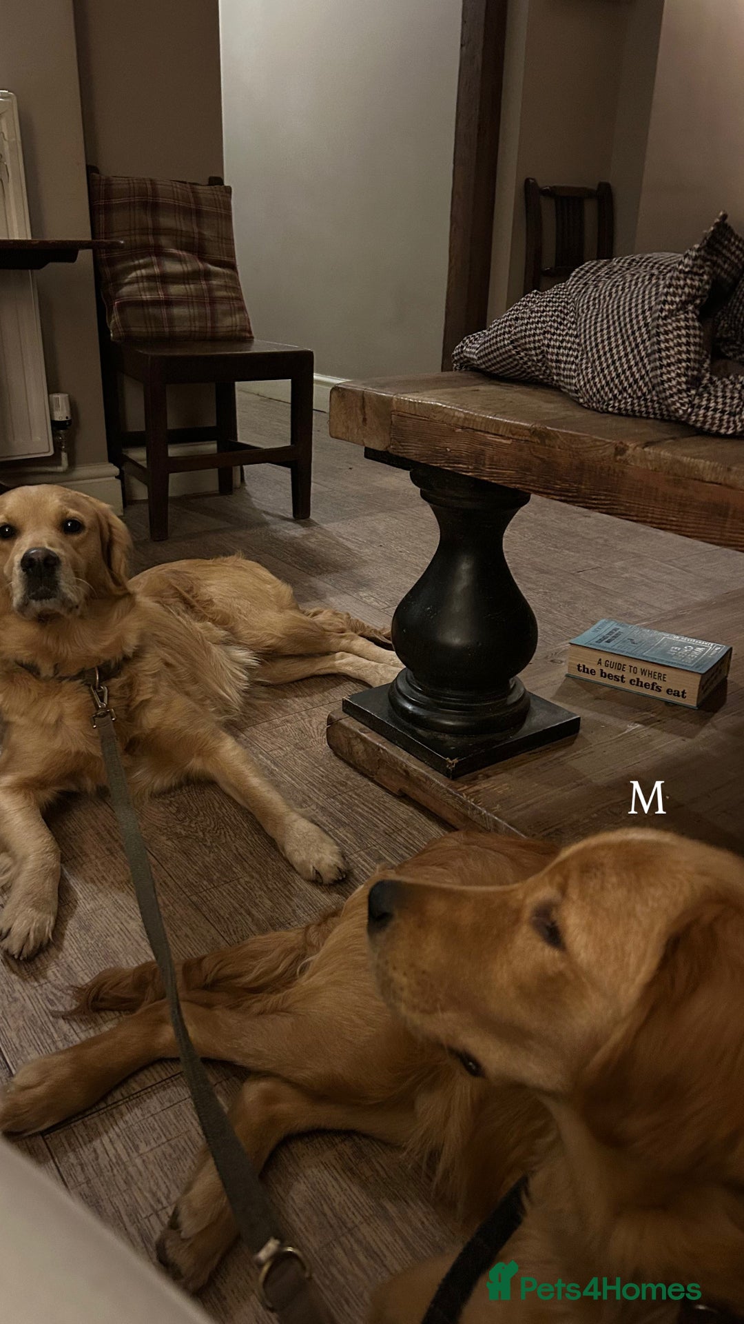 Golden Retriever dogs for sale: 💛Monty – Handsome Golden Retriever (7 months old) - Advert 7