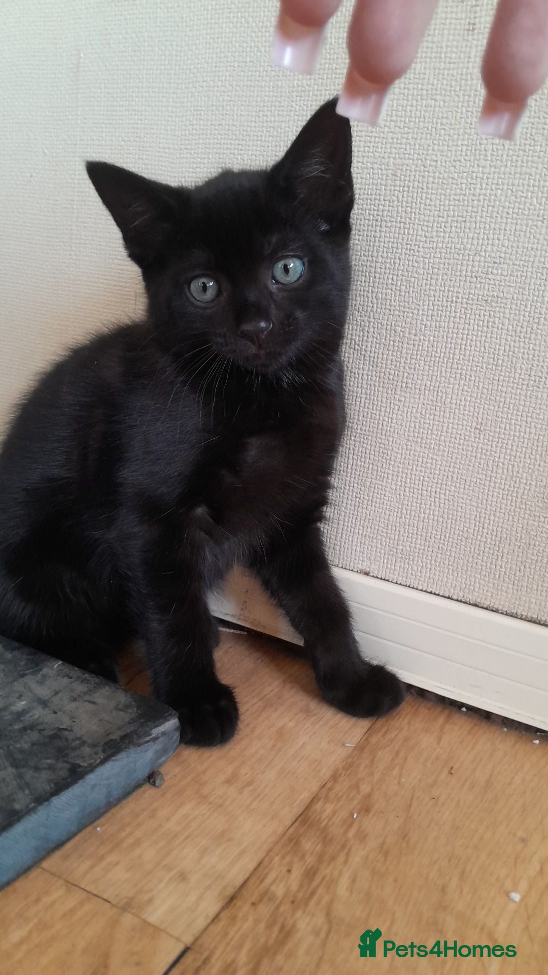 British Shorthair cats 2 gorgeous playful kittens💗💗 - Advert 2
