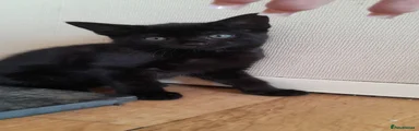 black kitten 💗