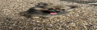 Pomeranian Puppy 2