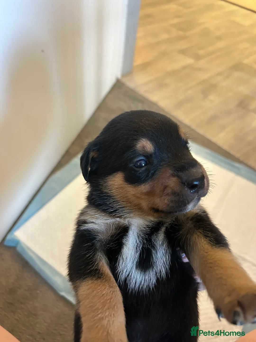 Rottweiler dogs for sale: Rottweiler puppies, only 2 girls left! Ready now  - Advert 13