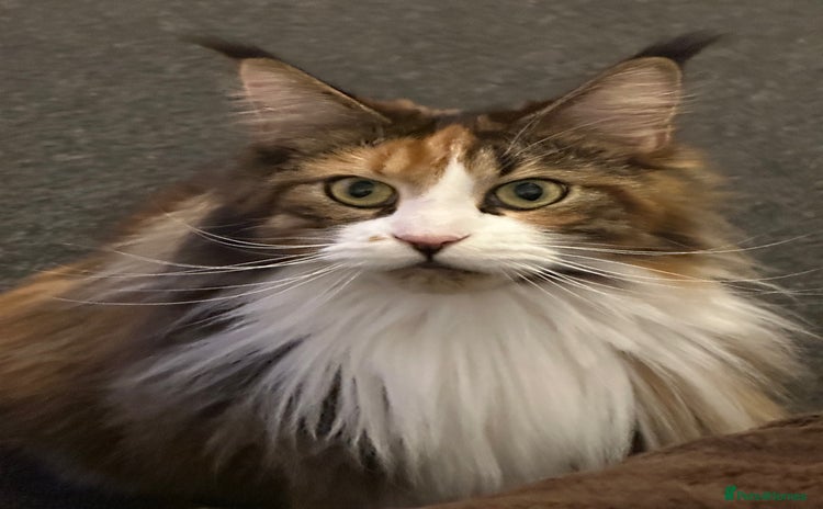 Maine Coon cats - Advert 9