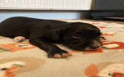 Springador dogs for sale: Springadors from working puppies  - Image 18