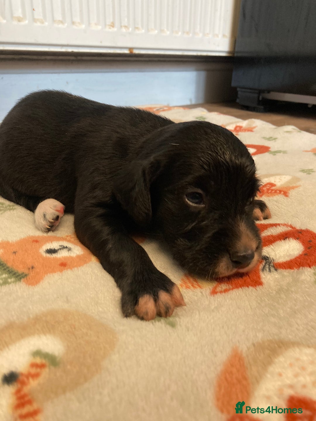 Springador dogs for sale: Springadors from working puppies  - Image 18