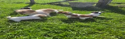 Jack Russell dogs for sale: Rough Coated Pure Bred Jack Russell  - Advert 9