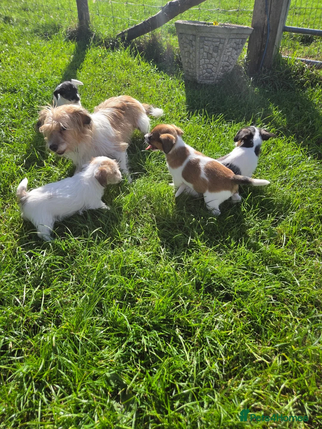 Jack Russell dogs for sale: Rough Coated Pure Bred Jack Russell  - Advert 9