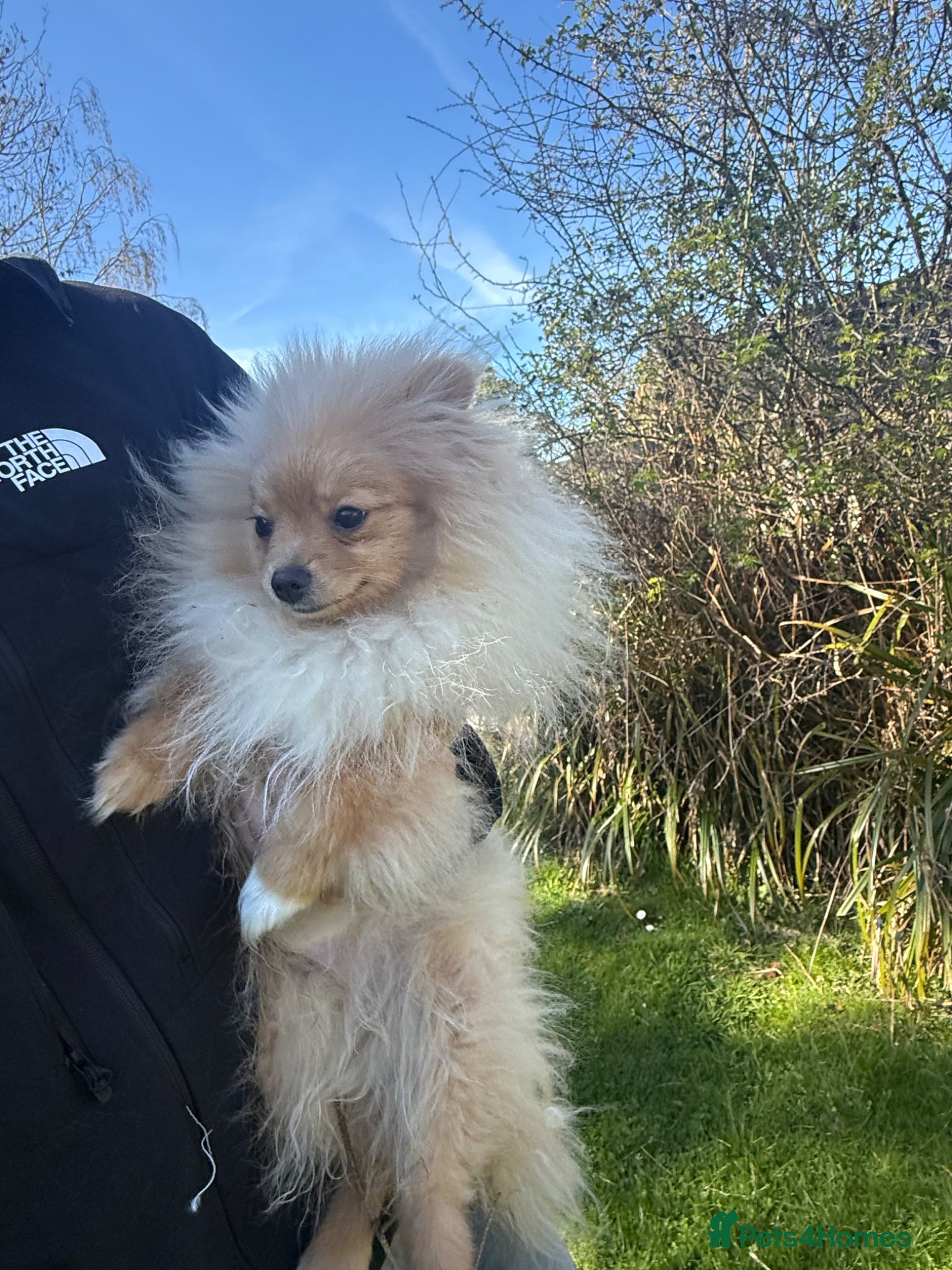 Pomeranian dogs Beautiful Boy Pomeranian For Reluctant Sale  - Advert 1