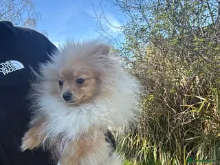 Pomeranian dogs Beautiful Boy Pomeranian For Reluctant Sale - Advert 5