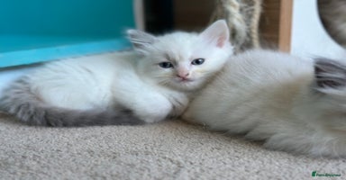 Ragdoll cats in Taunton - Advert 4