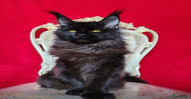 Maine Coon cats - Advert 4