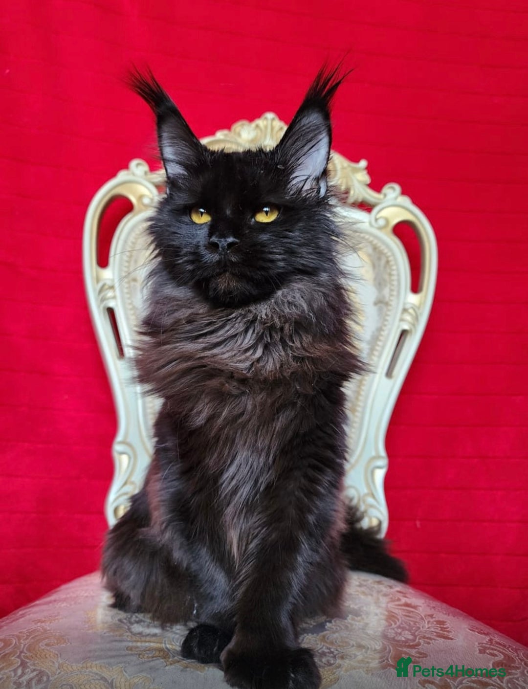 Maine Coon cats for sale: Active registered polydactyl girl  - Image 3