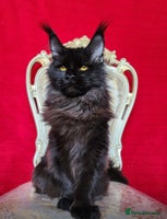 Maine Coon cats - Advert 14