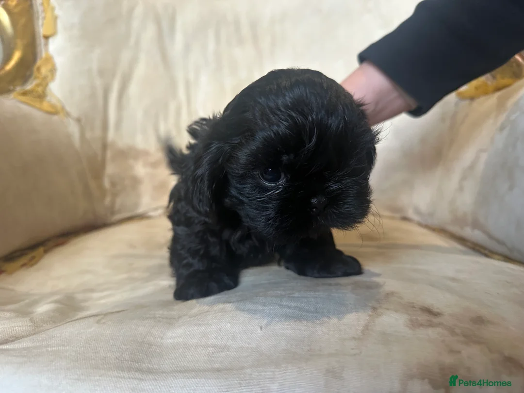 Shih Tzu dogs for sale: Shih Tzu Beauties, Imperial lines - Advert 31