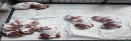 Cavalier King Charles Spaniel dogs for sale: Cavalier king charles boys and girls - Advert 6