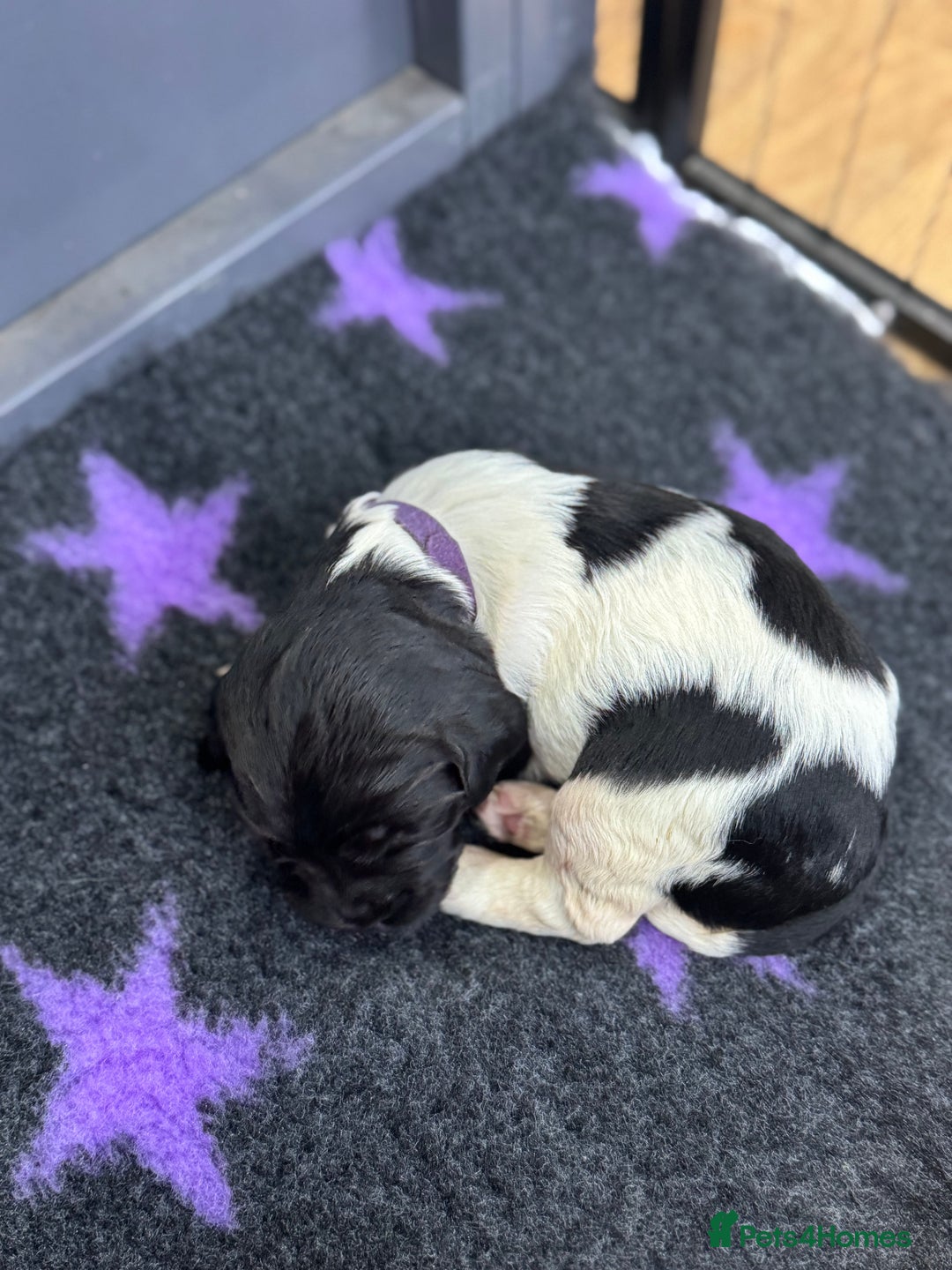 English Springer Spaniel dogs for sale: Hip/Elbow Scored and Health Tested, KC Springers  - Advert 15