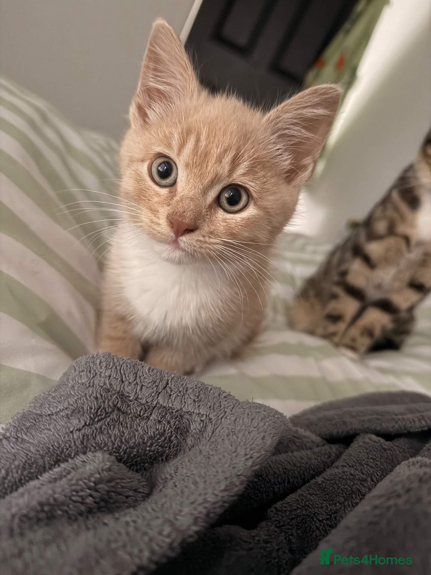 Mixed Breed cats Little ginger kitten for sale 💕 - Advert 7