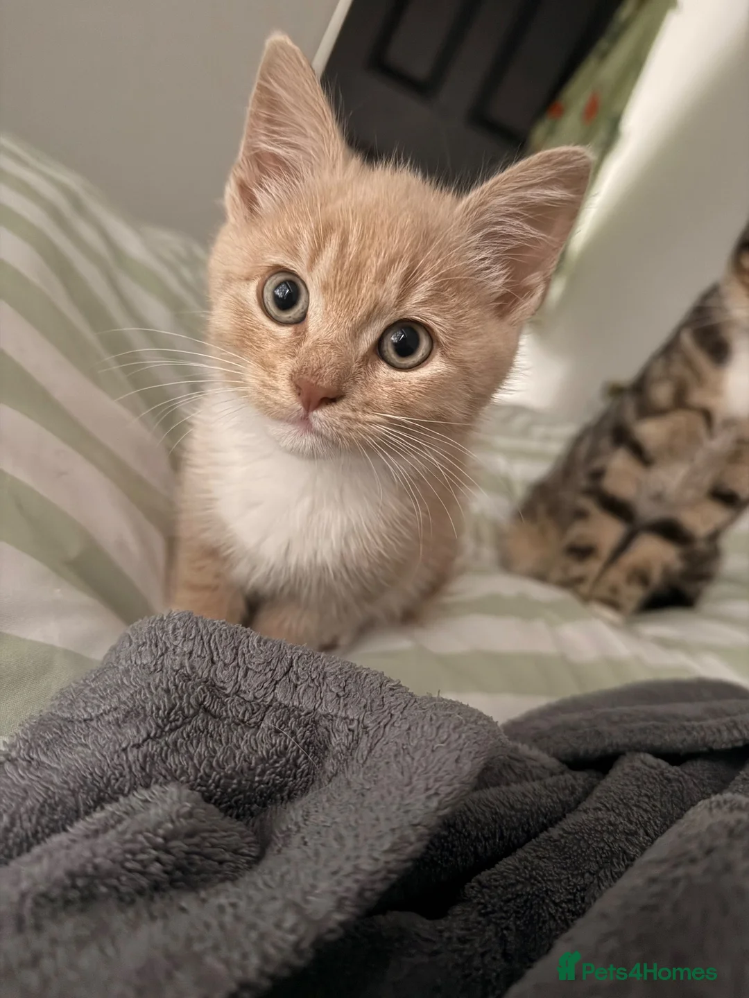 Mixed Breed cats for sale: Little ginger kitten for sale 💕 - Advert 1