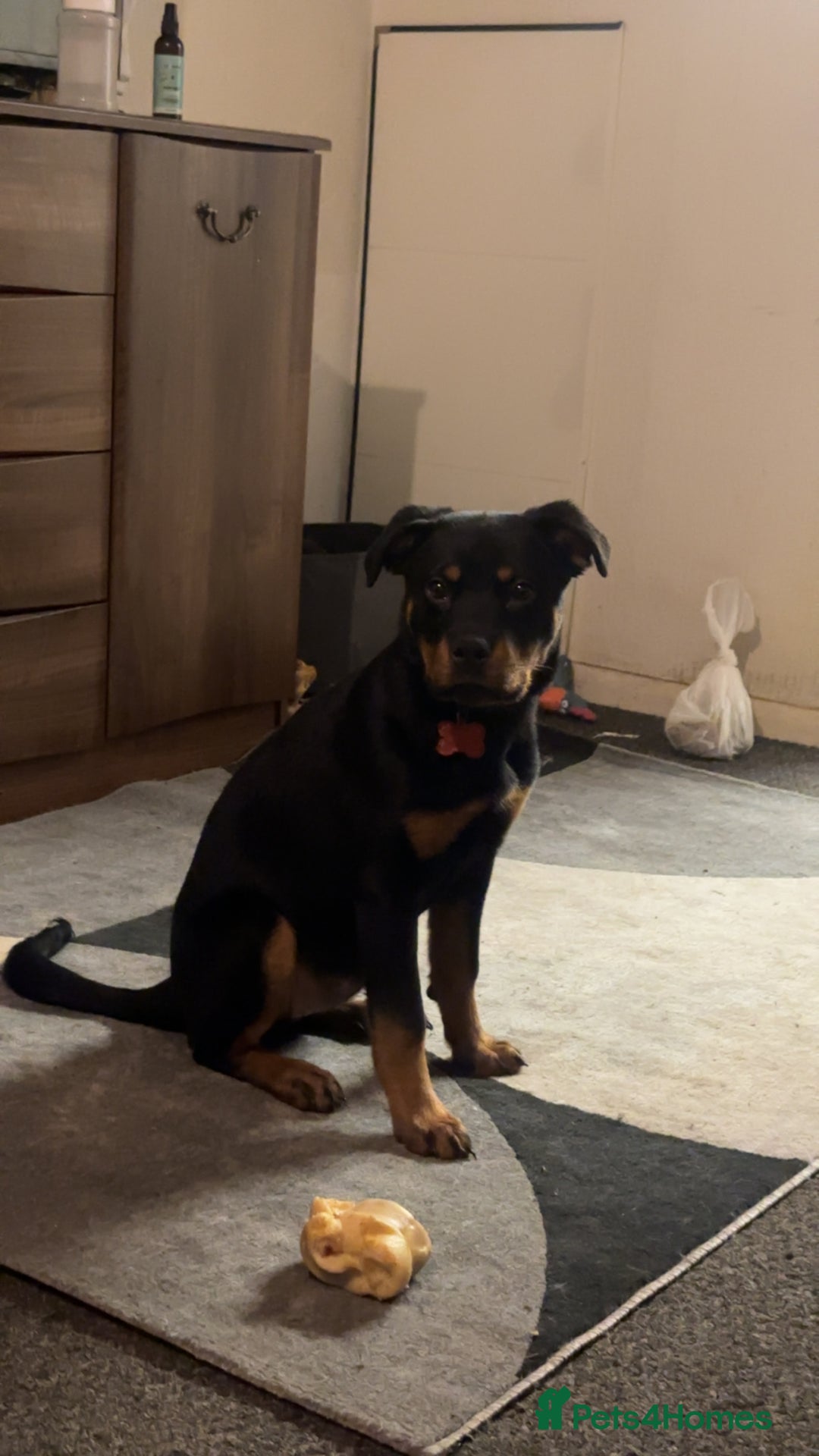 Rottweiler dogs for sale: Nala the rotty - Advert 3