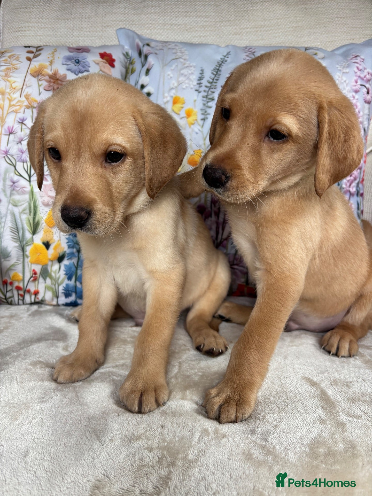 Labrador Retriever dogs DNA tested KC reg Labrador puppies - Advert 1