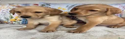 Labrador Retriever dogs for sale: DNA tested KC reg Labrador puppies - Advert 1