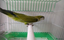 Parakeets birds for sale: Males and females DNA tested Quaker parrots babies - Image 18