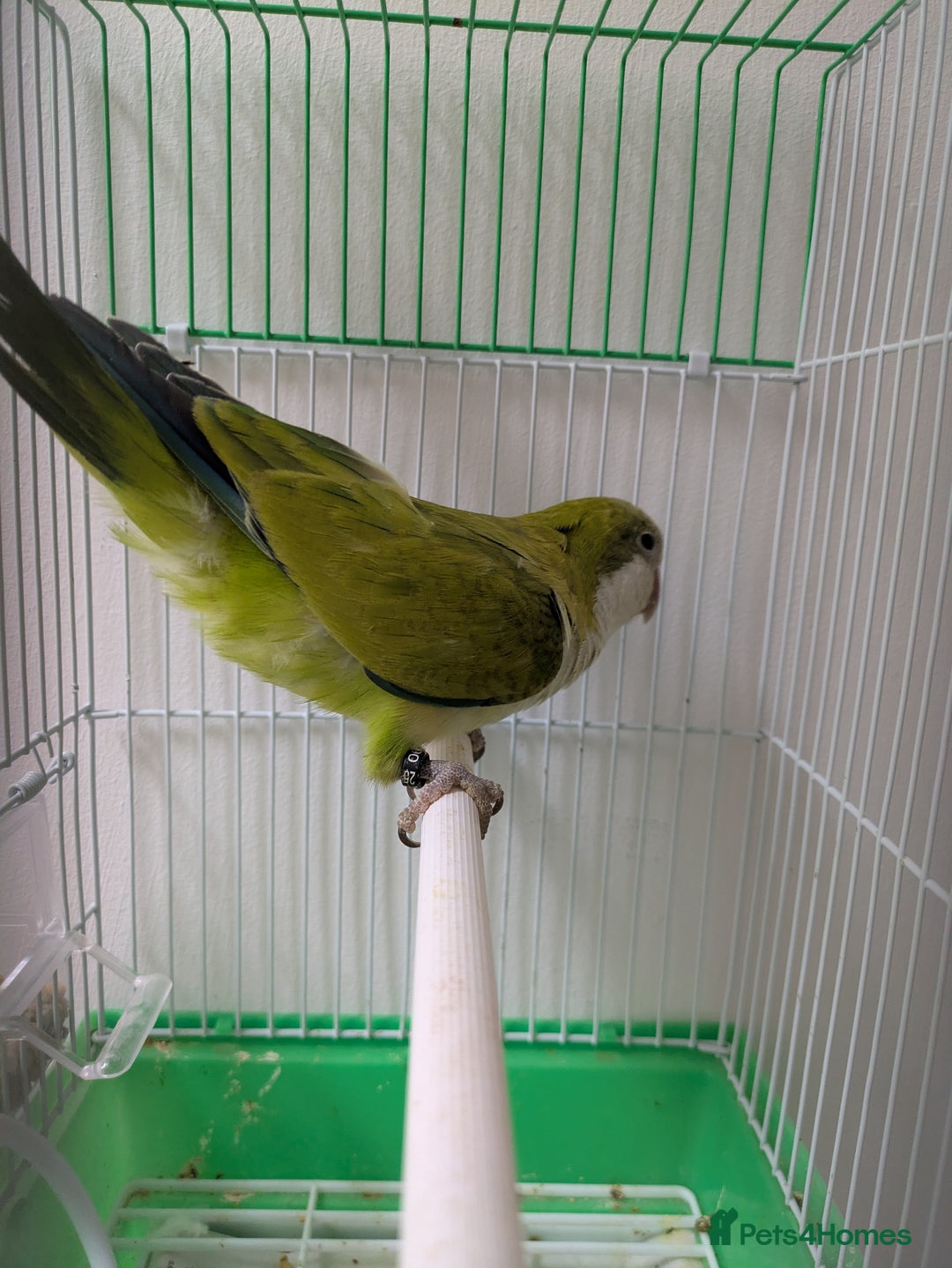 Parakeets birds for sale: Males and females DNA tested Quaker parrots babies - Image 18