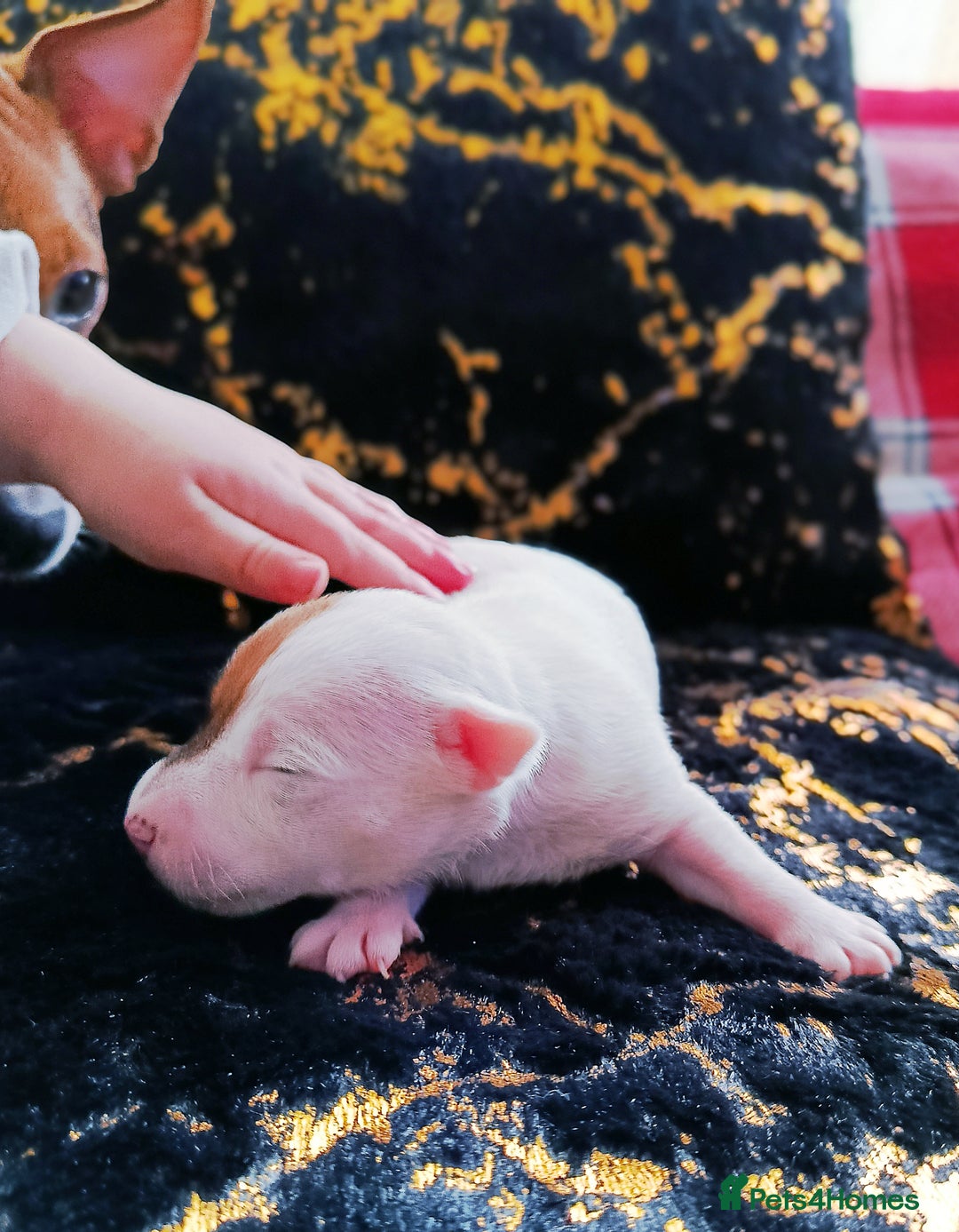 Jack Russell dogs for sale: 🤎🐶 Adorable Jack Russell Terrier Puppies✨ - Advert 22