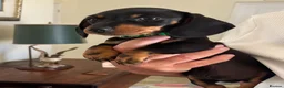 Miniature Dachshund dogs for sale: Ready now KC registered Dachshunds  - Advert 3