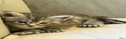 Maine Coon cats for sale: Large Tica Polly kittens - Advert 16