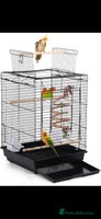 Budgerigars birds - Advert 16