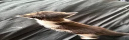 Mixed Breed cats for sale: Gorgeous Russian Blue X Norwegian Forrest kittens - Advert 5