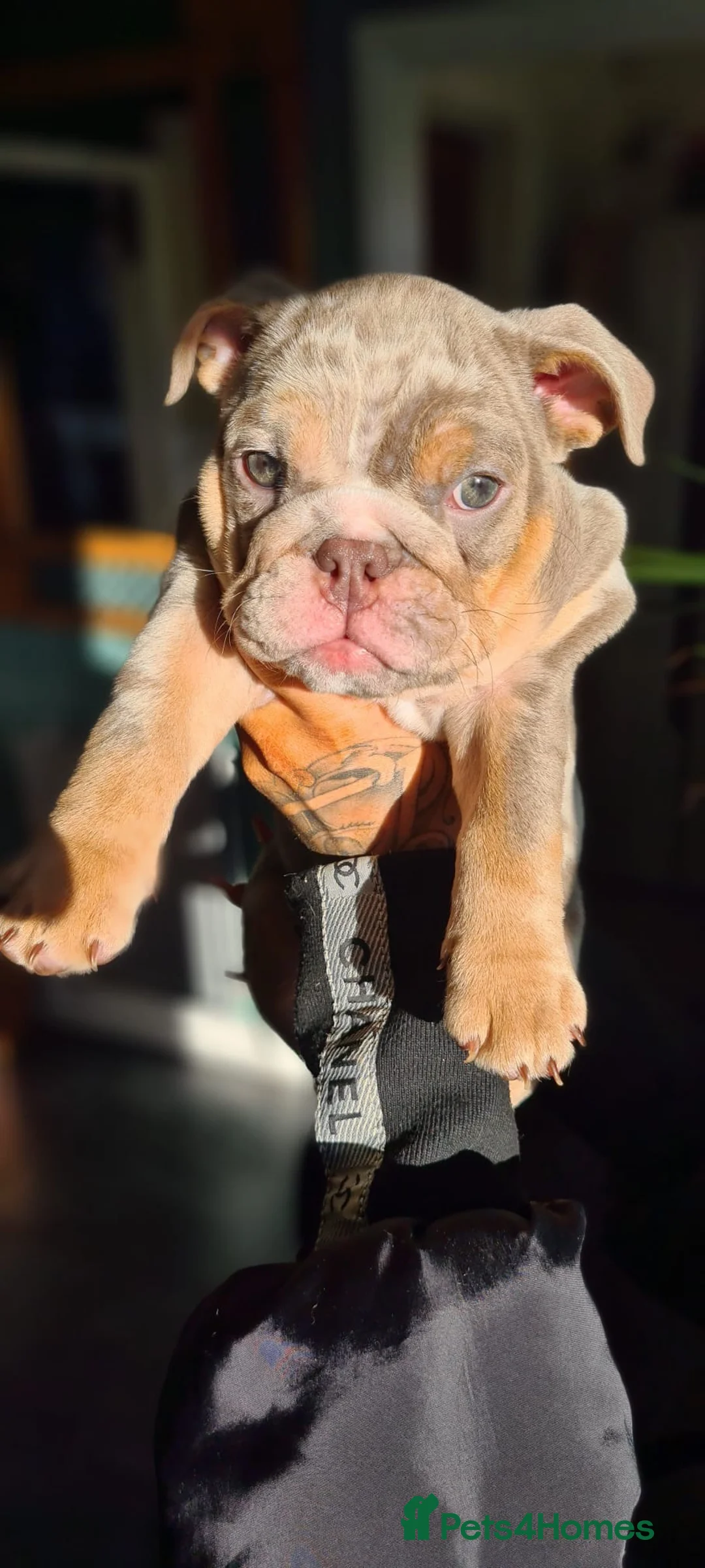 English Bulldog dogs for sale: ✨ lilac Tan & Merle Female bulldog. – Available ✨ - Advert 4