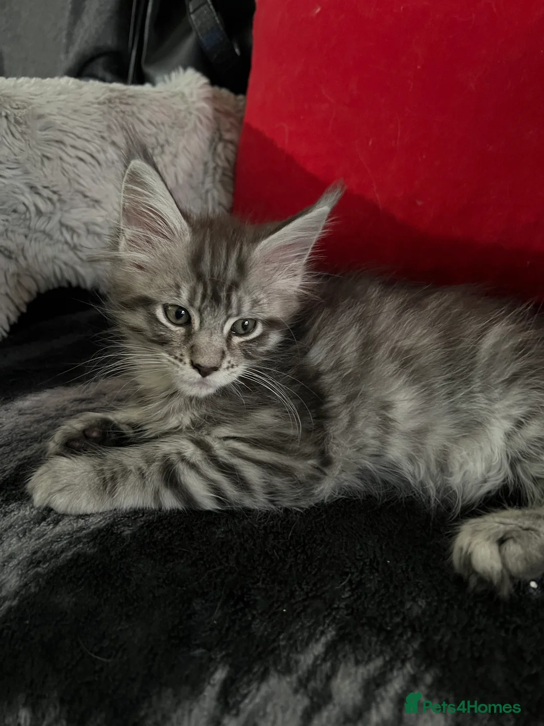 Maine Coon cats for sale: Maine Coon kittens - Advert 2