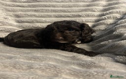 Cockapoo dogs for sale: 2 male cockapoo puppies  - Image 3