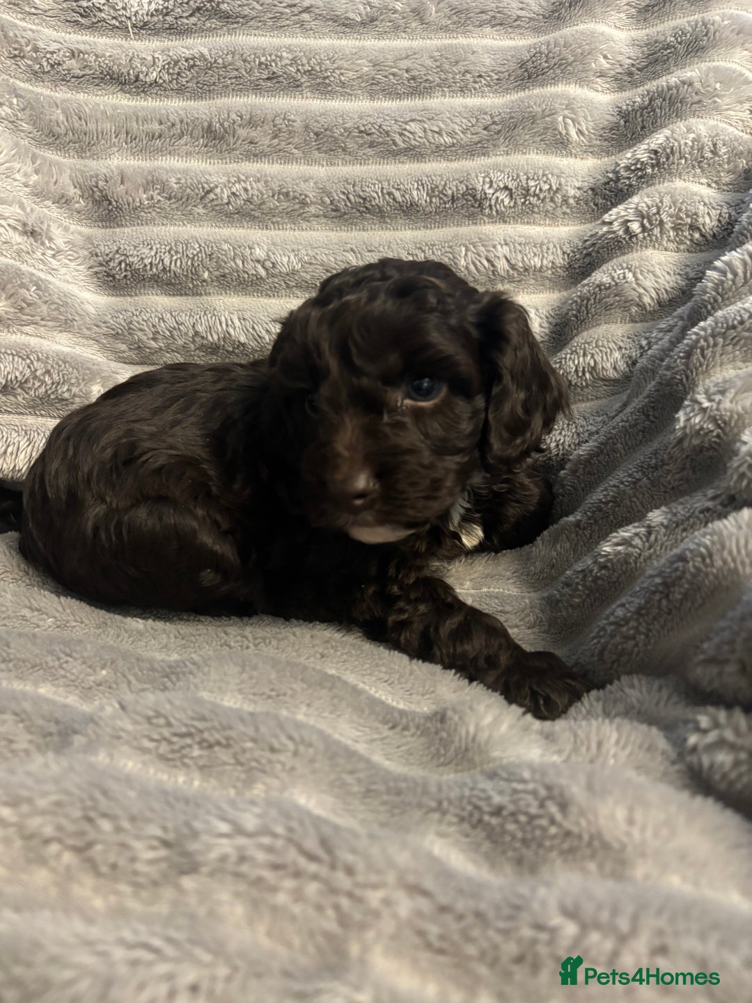 Cockapoo dogs for sale: 2 male cockapoo puppies  - Image 3